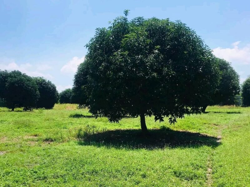 Lot for Sale in Mexico - Ideal for Warehouse or Resort 3,712 sqm